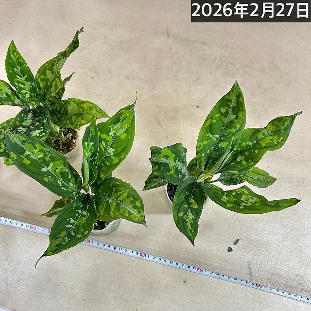 アグラオネマ ピクタム トリコロール ワイド  2.5号透明ポット(個体おまかせ1鉢)　観葉植物 インテリアグリーン 室内園芸 おしゃれ 可愛い かわいい |  | 10