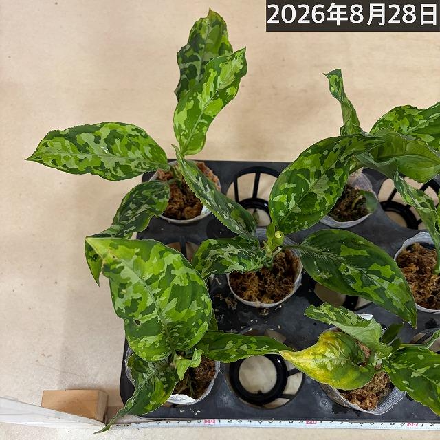 アグラオネマ ピクタム トリカラーワイド(広葉フォーム)  2.5号透明ポット(個体おまかせ1鉢)　トリコロールワイド 観葉植物 インテリアグリーン 室内 おしゃれ |  | 09