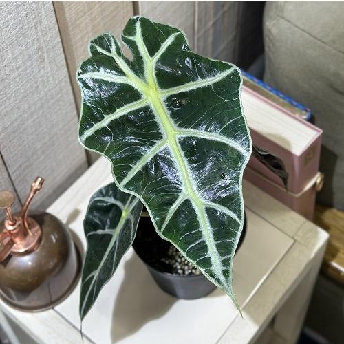 観葉植物　アロカシア アマゾニカ 3.5号硬質黒ポット(個体おまかせ1鉢)　インテリアグリーン 室内園芸 おしゃれ 可愛い かわいい | 