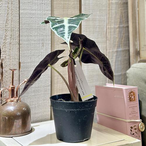 観葉植物　アロカシア アマゾニカ 3.5号硬質黒ポット(個体おまかせ1鉢)　インテリアグリーン 室内園芸 おしゃれ 可愛い かわいい |  | 01