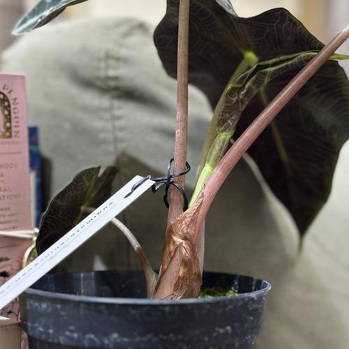 観葉植物　アロカシア アマゾニカ 3.5号硬質黒ポット(個体おまかせ1鉢)　インテリアグリーン 室内園芸 おしゃれ 可愛い かわいい |  | 02