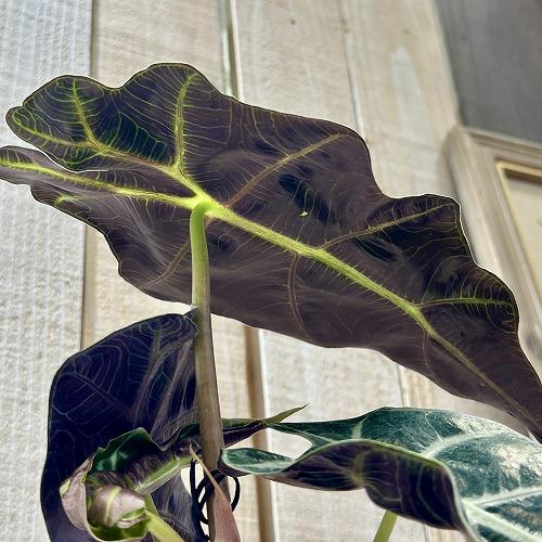 観葉植物　アロカシア アマゾニカ 3.5号硬質黒ポット(個体おまかせ1鉢)　インテリアグリーン 室内園芸 おしゃれ 可愛い かわいい |  | 03