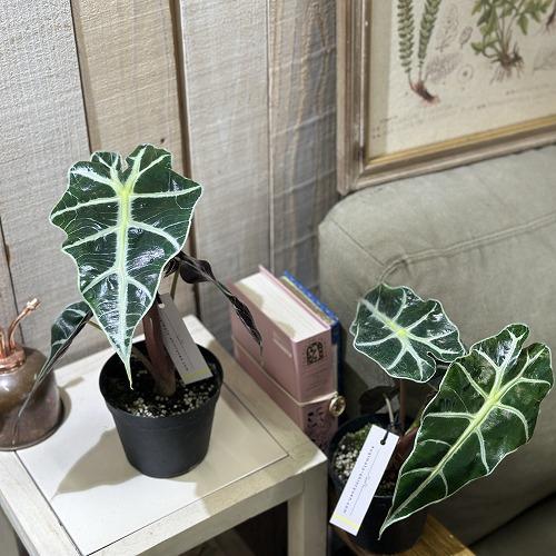 観葉植物　アロカシア アマゾニカ 3.5号硬質黒ポット(個体おまかせ1鉢)　インテリアグリーン 室内園芸 おしゃれ 可愛い かわいい |  | 04