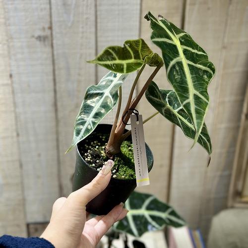 観葉植物　アロカシア アマゾニカ 3.5号硬質黒ポット(個体おまかせ1鉢)　インテリアグリーン 室内園芸 おしゃれ 可愛い かわいい |  | 05