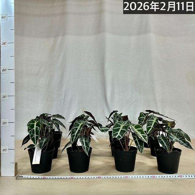 観葉植物　アロカシア アマゾニカ 3.5号硬質黒ポット(個体おまかせ1鉢)　インテリアグリーン 室内園芸 おしゃれ 可愛い かわいい |  | 06