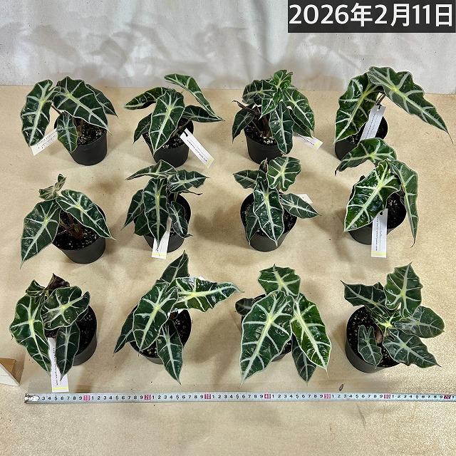 観葉植物　アロカシア アマゾニカ 3.5号硬質黒ポット(個体おまかせ1鉢)　インテリアグリーン 室内園芸 おしゃれ 可愛い かわいい |  | 07