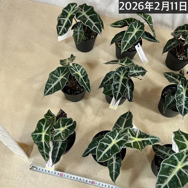 観葉植物　アロカシア アマゾニカ 3.5号硬質黒ポット(個体おまかせ1鉢)　インテリアグリーン 室内園芸 おしゃれ 可愛い かわいい |  | 08