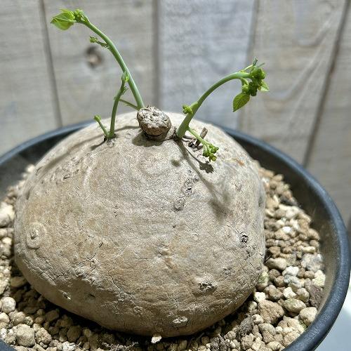 塊根植物 ステファニア エレクタ 8-15cm球(未発根株) 5号スリット鉢