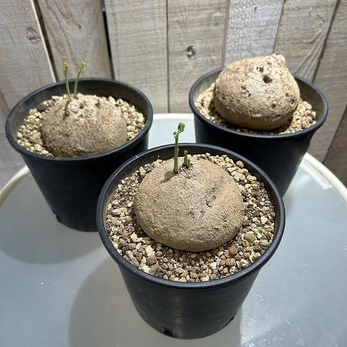 ステファニア 塊根植物 ステファニア エレクタ 8-15cm球(未発根株) 5号スリット鉢