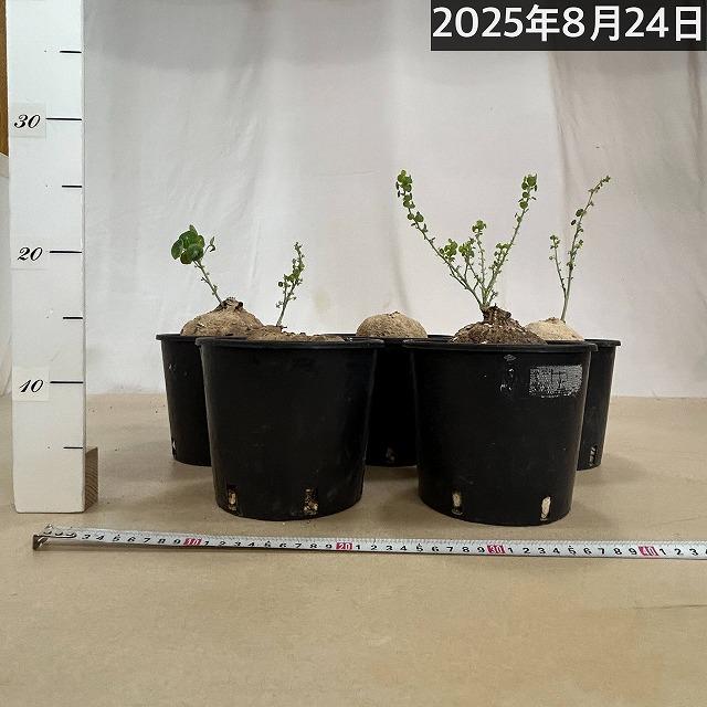 塊根植物 ステファニア エレクタ 8-15cm球(未発根株) 5号スリット鉢
