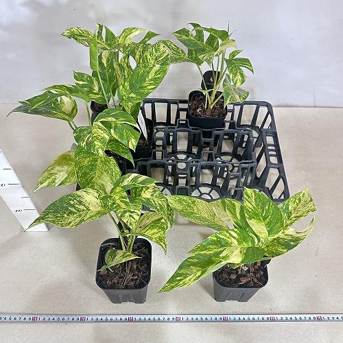 観葉植物 エピプレムナム(ハブカズラ) アマゾンゴールド 4号黒角鉢
