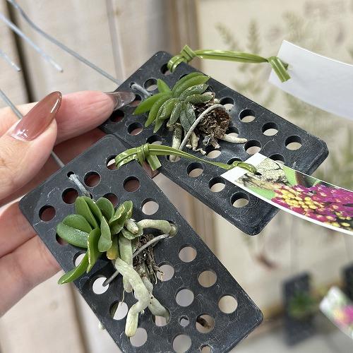 洋蘭 洋ラン　ショエノルキス フラグランス 吊りプラ板付き(個体おまかせ1鉢)　着生ラン 室内園芸 おしゃれ 可愛い かわいい | 