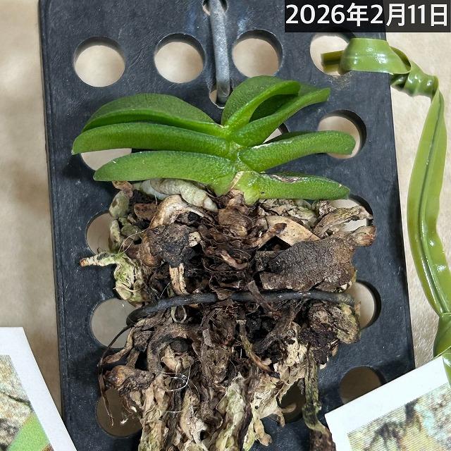 洋蘭 洋ラン　ショエノルキス フラグランス 吊りプラ板付き(個体おまかせ1鉢)　着生ラン 室内園芸 おしゃれ 可愛い かわいい |  | 10