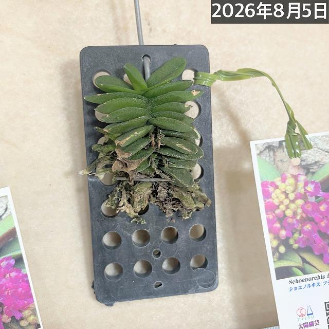 極小ラン　ショエノルキス フラグランス 吊りプラ板付き(個体おまかせ1鉢)　極小蘭 ミニチュアオーキッド 小型ラン 小型着生ラン ミニ着生ラン ミニラン 洋ラン |  | 10