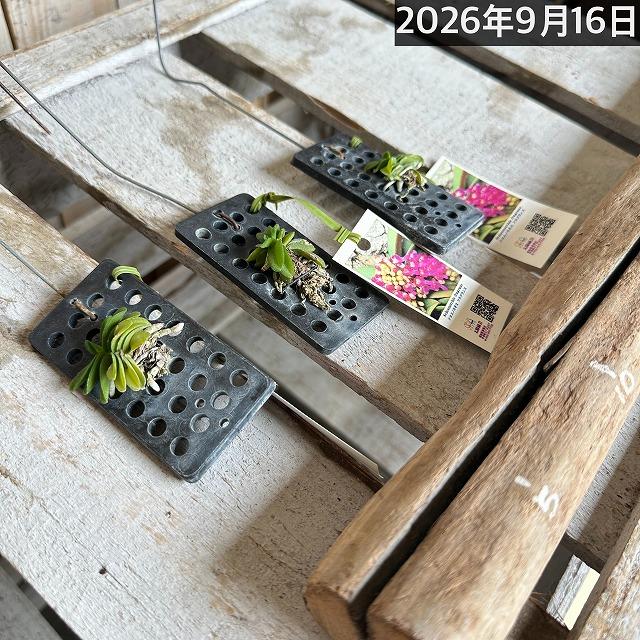 極小ラン　ショエノルキス フラグランス 吊りプラ板付き(個体おまかせ1鉢)　極小蘭 ミニチュアオーキッド 小型ラン 小型着生ラン ミニ着生ラン ミニラン 洋ラン |  | 10