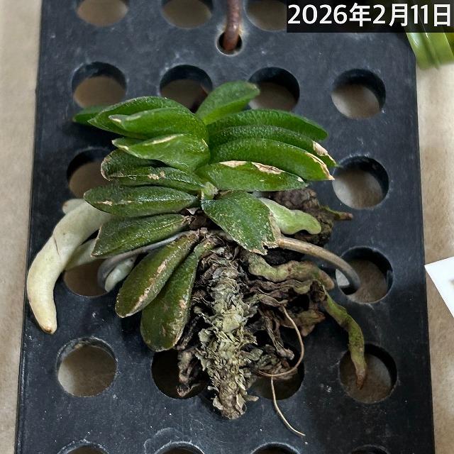 洋蘭 洋ラン　ショエノルキス フラグランス 吊りプラ板付き(個体おまかせ1鉢)　着生ラン 室内園芸 おしゃれ 可愛い かわいい |  | 11