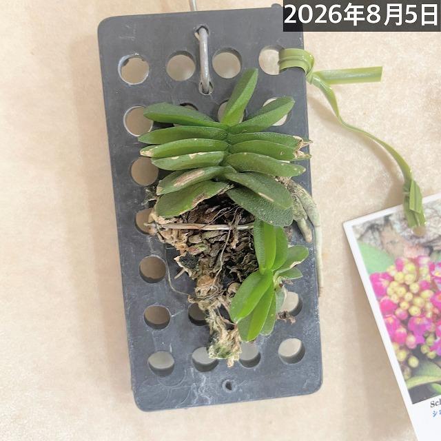 極小ラン　ショエノルキス フラグランス 吊りプラ板付き(個体おまかせ1鉢)　極小蘭 ミニチュアオーキッド 小型ラン 小型着生ラン ミニ着生ラン ミニラン 洋ラン |  | 11