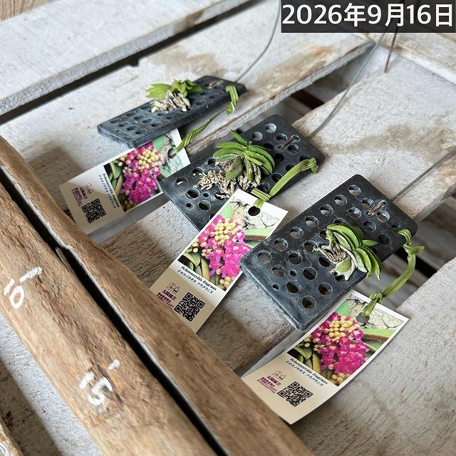 極小ラン　ショエノルキス フラグランス 吊りプラ板付き(個体おまかせ1鉢)　極小蘭 ミニチュアオーキッド 小型ラン 小型着生ラン ミニ着生ラン ミニラン 洋ラン |  | 11