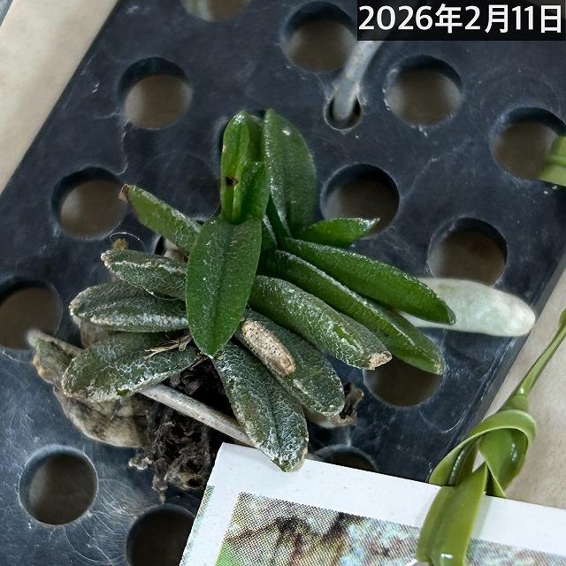 洋蘭 洋ラン　ショエノルキス フラグランス 吊りプラ板付き(個体おまかせ1鉢)　着生ラン 室内園芸 おしゃれ 可愛い かわいい |  | 12