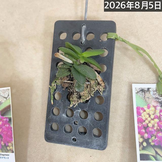 極小ラン　ショエノルキス フラグランス 吊りプラ板付き(個体おまかせ1鉢)　極小蘭 ミニチュアオーキッド 小型ラン 小型着生ラン ミニ着生ラン ミニラン 洋ラン |  | 12