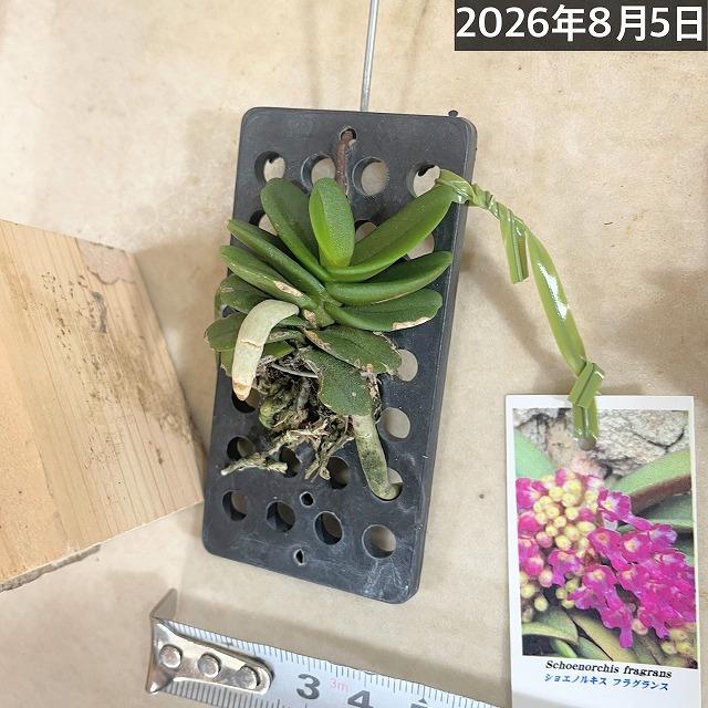 極小ラン　ショエノルキス フラグランス 吊りプラ板付き(個体おまかせ1鉢)　極小蘭 ミニチュアオーキッド 小型ラン 小型着生ラン ミニ着生ラン ミニラン 洋ラン |  | 13