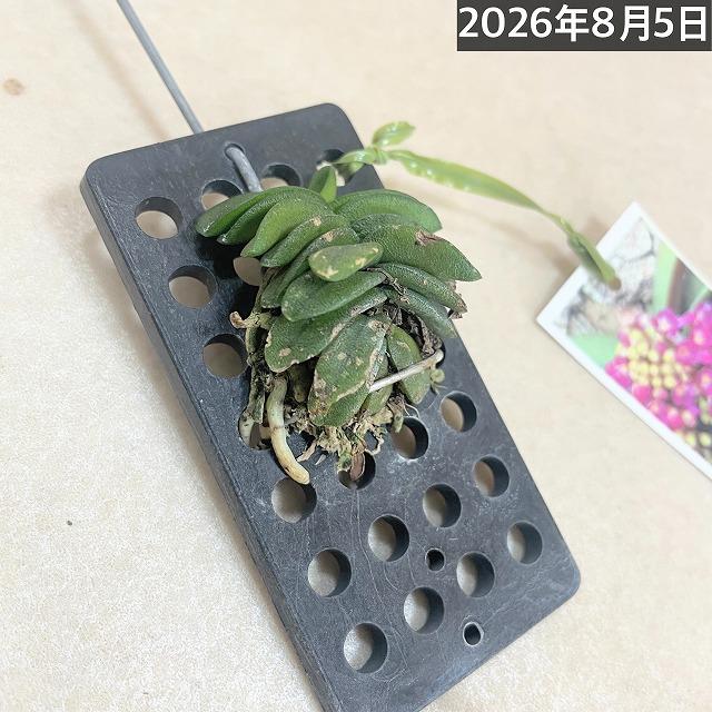 極小ラン　ショエノルキス フラグランス 吊りプラ板付き(個体おまかせ1鉢)　極小蘭 ミニチュアオーキッド 小型ラン 小型着生ラン ミニ着生ラン ミニラン 洋ラン |  | 14