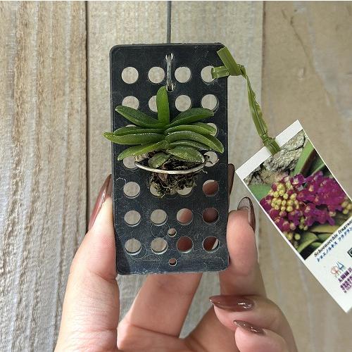 洋蘭 洋ラン　ショエノルキス フラグランス 吊りプラ板付き(個体おまかせ1鉢)　着生ラン 室内園芸 おしゃれ 可愛い かわいい |  | 01