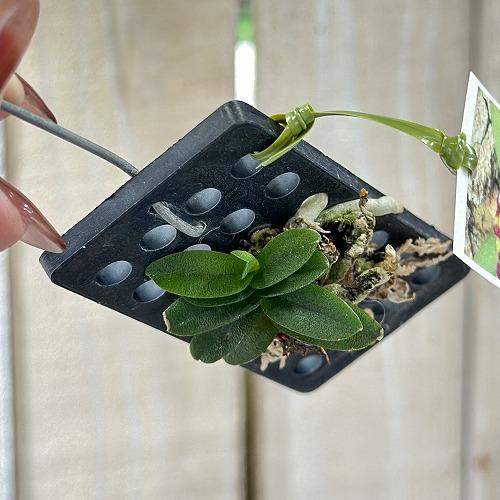 洋蘭 洋ラン　ショエノルキス フラグランス 吊りプラ板付き(個体おまかせ1鉢)　着生ラン 室内園芸 おしゃれ 可愛い かわいい |  | 02