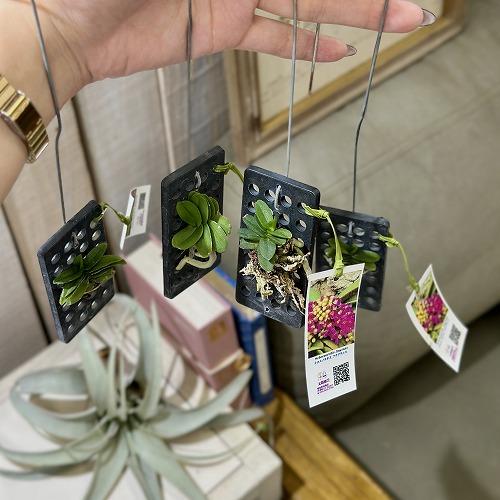 洋蘭 洋ラン　ショエノルキス フラグランス 吊りプラ板付き(個体おまかせ1鉢)　着生ラン 室内園芸 おしゃれ 可愛い かわいい |  | 03