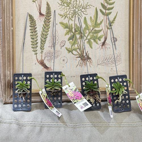 洋蘭 洋ラン　ショエノルキス フラグランス 吊りプラ板付き(個体おまかせ1鉢)　着生ラン 室内園芸 おしゃれ 可愛い かわいい |  | 04