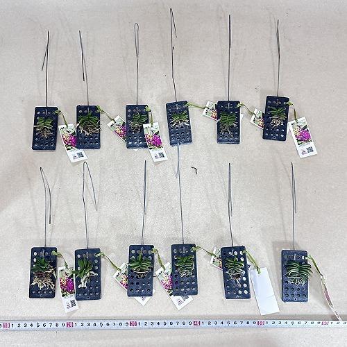 洋蘭 洋ラン　ショエノルキス フラグランス 吊りプラ板付き(個体おまかせ1鉢)　着生ラン 室内園芸 おしゃれ 可愛い かわいい |  | 05