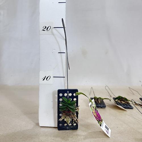 洋蘭 洋ラン　ショエノルキス フラグランス 吊りプラ板付き(個体おまかせ1鉢)　着生ラン 室内園芸 おしゃれ 可愛い かわいい |  | 06