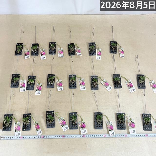 極小ラン　ショエノルキス フラグランス 吊りプラ板付き(個体おまかせ1鉢)　極小蘭 ミニチュアオーキッド 小型ラン 小型着生ラン ミニ着生ラン ミニラン 洋ラン |  | 06