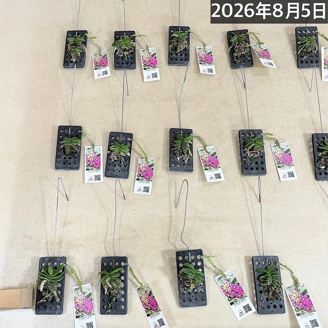 極小ラン　ショエノルキス フラグランス 吊りプラ板付き(個体おまかせ1鉢)　極小蘭 ミニチュアオーキッド 小型ラン 小型着生ラン ミニ着生ラン ミニラン 洋ラン |  | 07