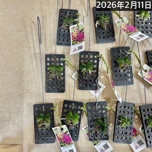 洋蘭 洋ラン　ショエノルキス フラグランス 吊りプラ板付き(個体おまかせ1鉢)　着生ラン 室内園芸 おしゃれ 可愛い かわいい |  | 08