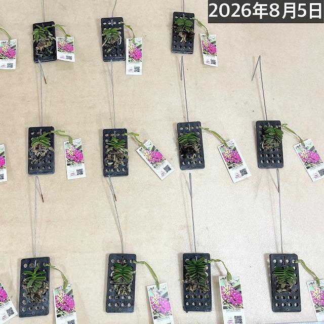 極小ラン　ショエノルキス フラグランス 吊りプラ板付き(個体おまかせ1鉢)　極小蘭 ミニチュアオーキッド 小型ラン 小型着生ラン ミニ着生ラン ミニラン 洋ラン |  | 08