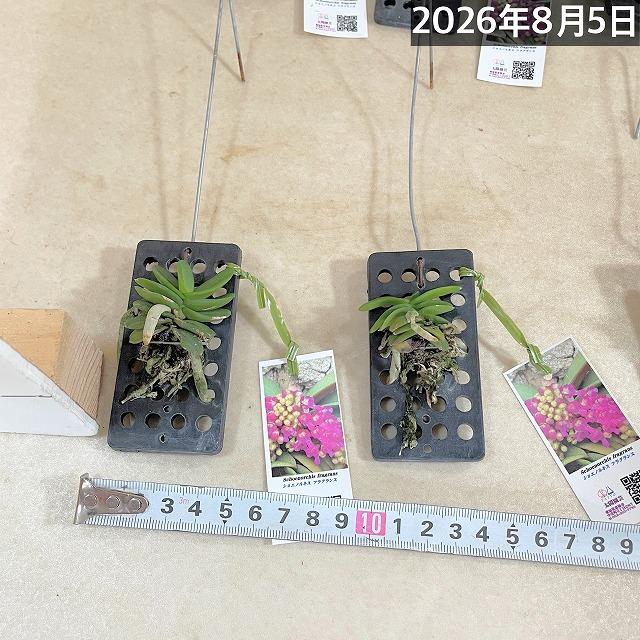 極小ラン　ショエノルキス フラグランス 吊りプラ板付き(個体おまかせ1鉢)　極小蘭 ミニチュアオーキッド 小型ラン 小型着生ラン ミニ着生ラン ミニラン 洋ラン |  | 09