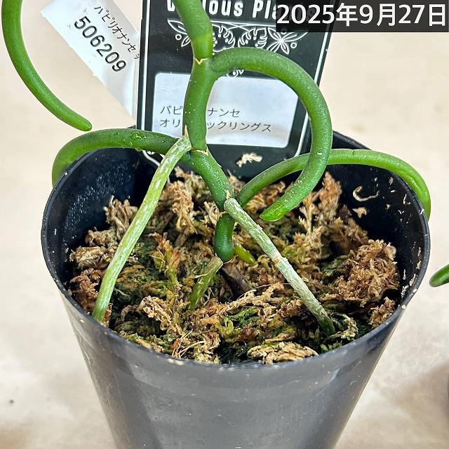 蘭 パピリオナンセ　テレス　オリンピックリングス　洋ラン 楽天市場】洋蘭 洋ラン パピリオナンセ テレス オリンピック