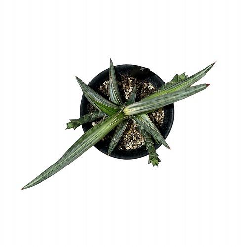 多肉植物 PAL nae セレクション No.003 吉影紫吹 多肉植物 パルクさん