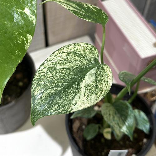 モンステラ ホワイトタイガー」の人気商品一覧 | 安い商品を通販サイト