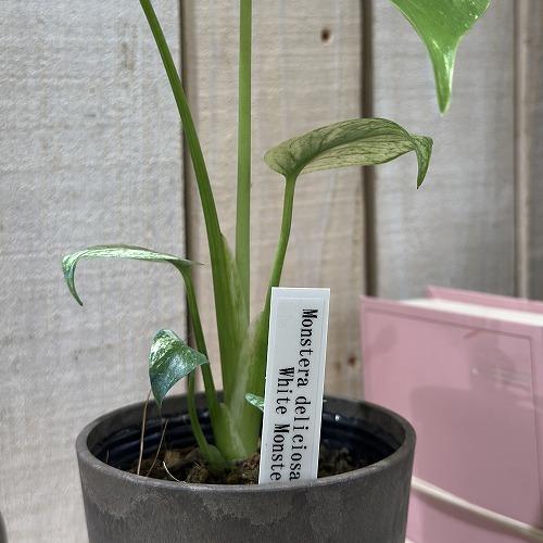 観葉植物 モンステラ ホワイトモンスター 3号(個体おまかせ1鉢