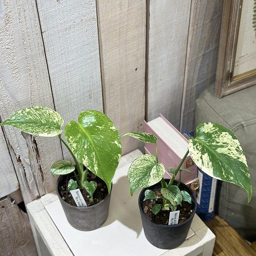 観葉植物 モンステラ ホワイトモンスター 3号(個体おまかせ1鉢