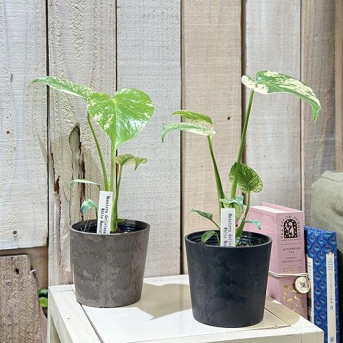 現品　モンステラ　ホワイトモンスター　41番　希少　観葉植物　インテリアグリーン 観葉植物 モンステラ ホワイトモンスター 3号(個体おまかせ1鉢