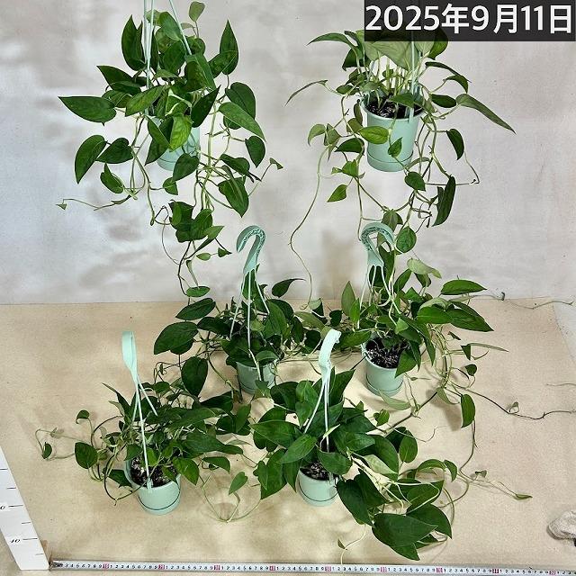 モンステラ　専用 観葉植物 モンステラ 2224 3.5号吊り鉢(個体おまかせ1鉢) インテリア