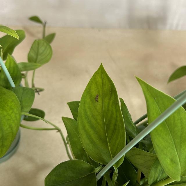 観葉植物　モンステラ モンステラ 2224 光が当たってない時はこんな感じです このベルベット