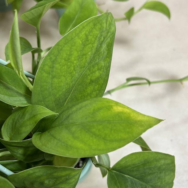 モンステラ 2224 3.5号吊り鉢(個体おまかせ1鉢) 観葉植物 インテリア