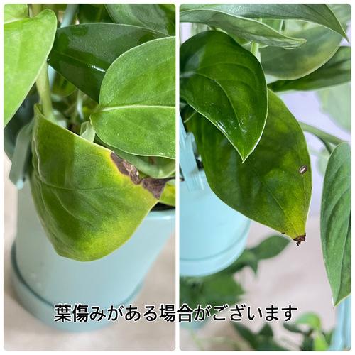 観葉植物 モンステラ 2224 3.5号吊り鉢(個体おまかせ1鉢