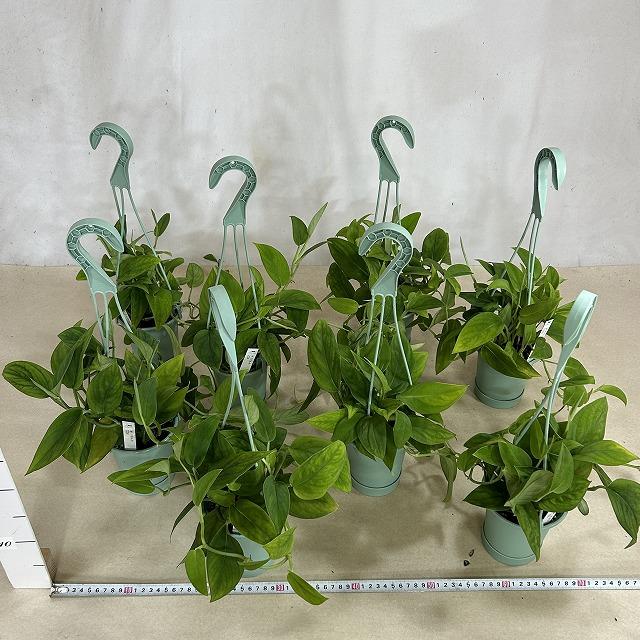 モンステラ 2224 3.5号吊り鉢(個体おまかせ1鉢) 観葉植物 インテリア