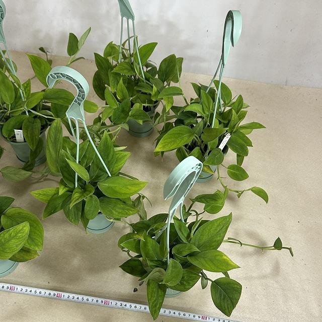 モンステラ 2224 3.5号吊り鉢(個体おまかせ1鉢) 観葉植物 インテリア