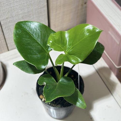フィロデンドロン ゴエルディ 観葉植物 フィロデンドロン ゴエルディ 2.5号ポット(個体おまかせ1鉢